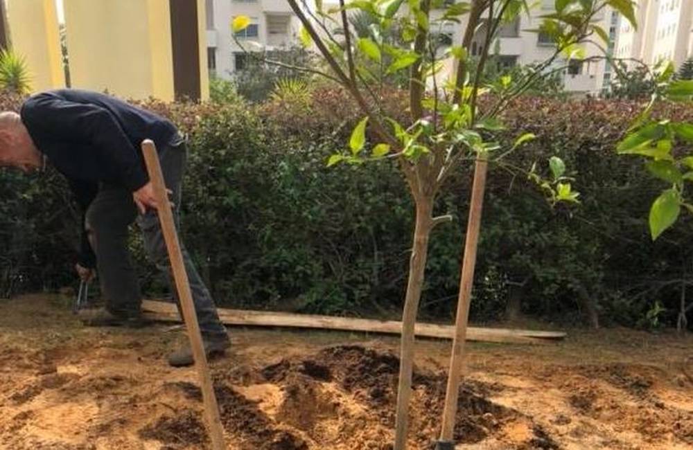 Foto: Primátorka mesta Prešov  zasadila v Rishon LeZion pomelo, strom je symbol partnerskej spolupráce