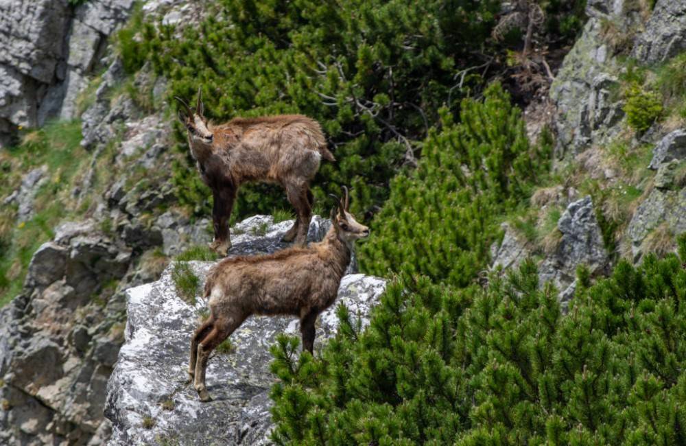 Foto: Populácia kamzíkov v Tatrách poklesla, počas jarného sčítania zaznamenali 816 jedincov  