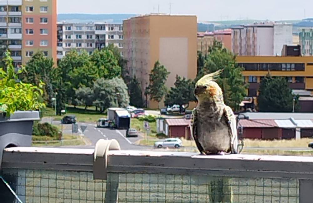 Foto: V Poprade majiteľovi uletel papagáj Pipo. Pravdepodobne sa pohybuje po sídlisku Juh 3