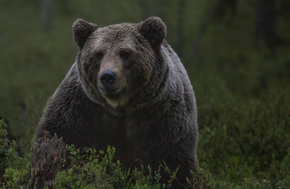 Foto: Pri Domaši bol spozorovaný medveď. V oblasti Suchý jarok zvýšte opatrnosť