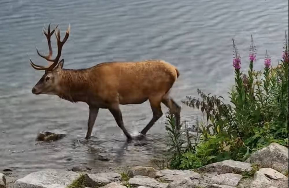 Foto: VIDEO: Popri plese vo Vysokých Tatrách sa prechádzal majestátny jeleň