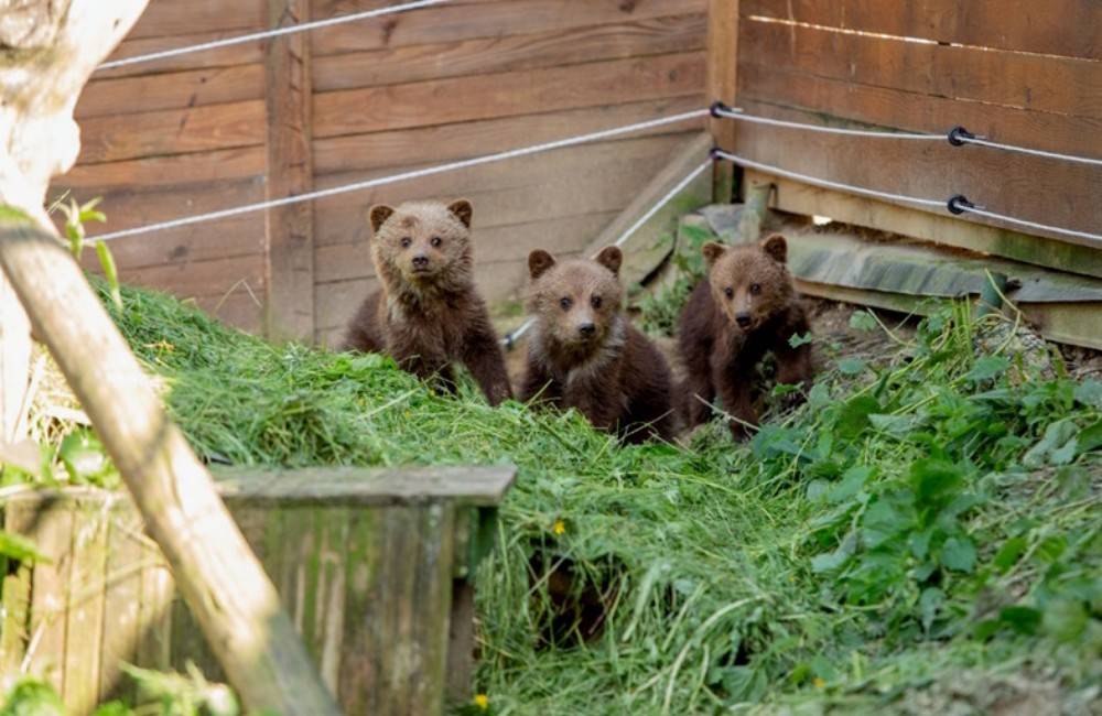 FOTO: Medvedie siroty z Vysokých Tatier našli nový domov v košickej zoologickej záhrade | Prešovak.sk