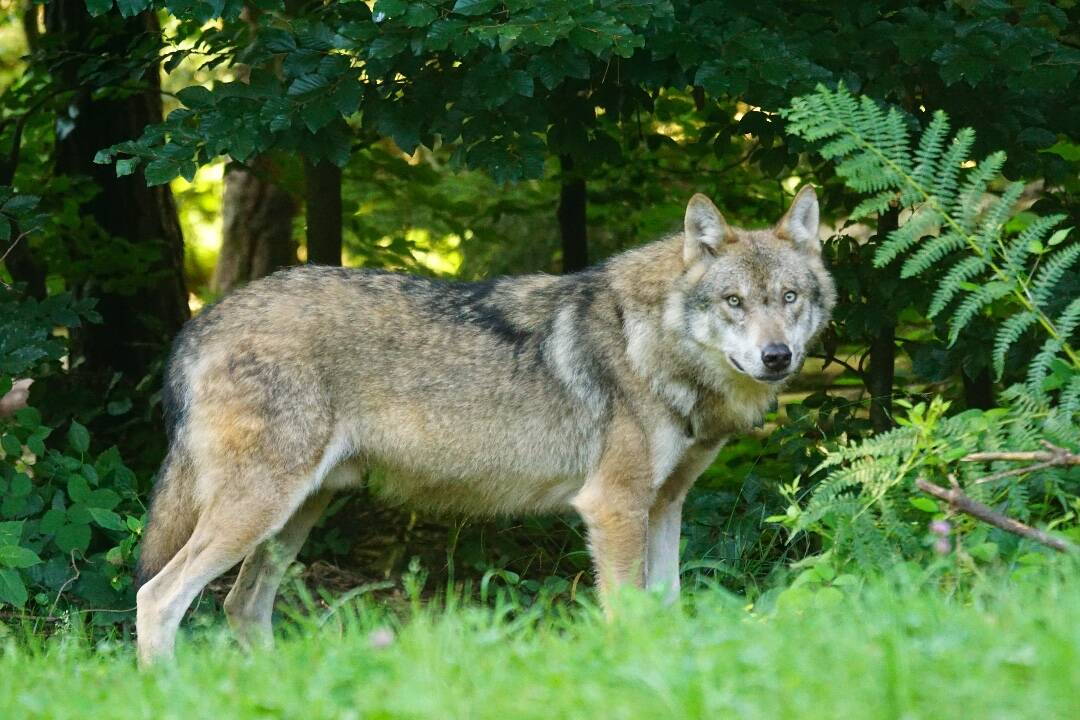 Foto: V Novej Lesnej našli uhynutého vlka. Pracovníci TANAP-u zistili pravdepodobnú príčinu jeho úmrtia