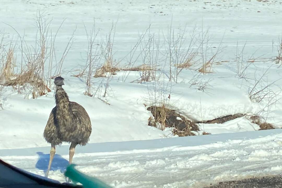 Foto: V obci Veľká Lesná zvýšte opatrnosť. Po ceste sa potuluje emu 