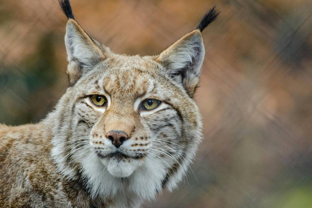 Foto: Pri obci Ubľa zrazil neznámy vodič chráneného rysa. Po nehode ušiel