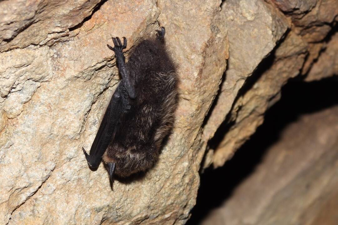 FOTO: Na Vihorlate prebiehalo zimné sčítanie netopierov