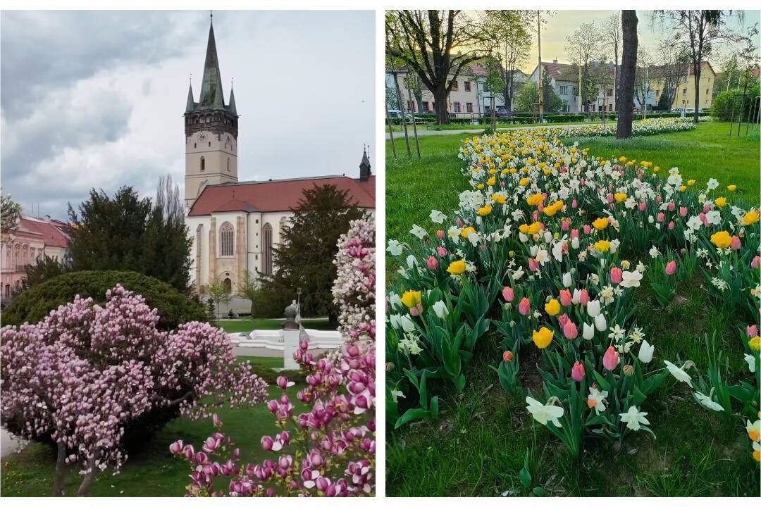 FOTO: Jar sa v Prešove ukazuje v plnej kráse, v meste je už vidieť farebné kvety