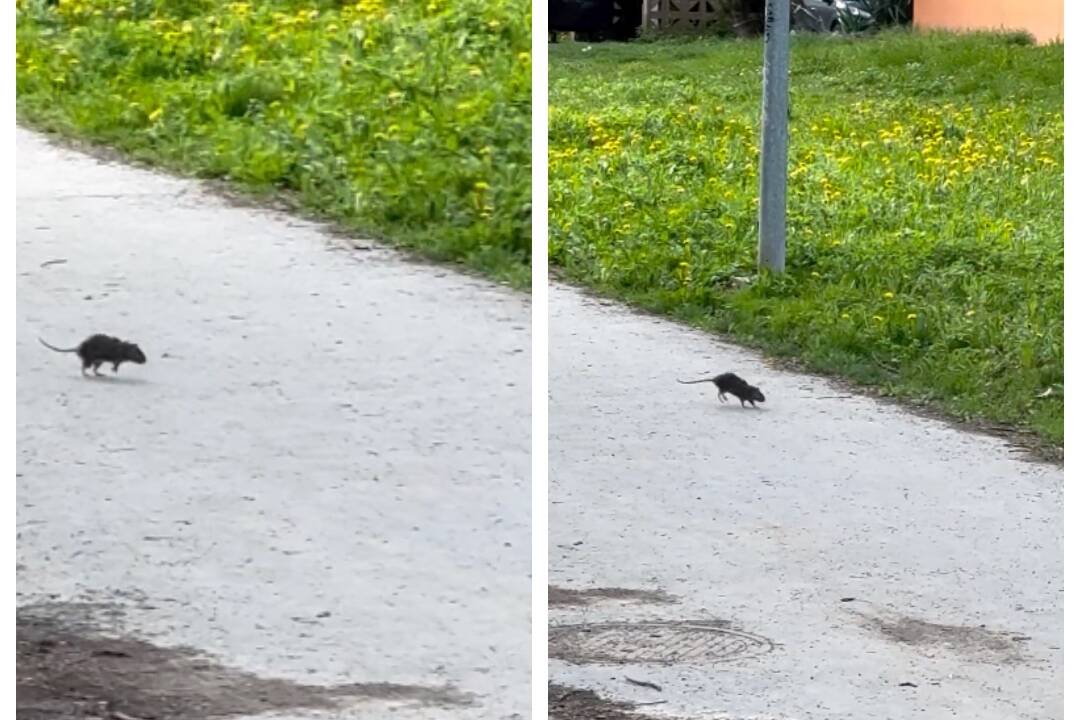 Foto: VIDEO: Prešovčanku prekvapil pri detskom ihrisku pobehujúci potkan. Zvýšený výskyt hlodavcov mesto rieši