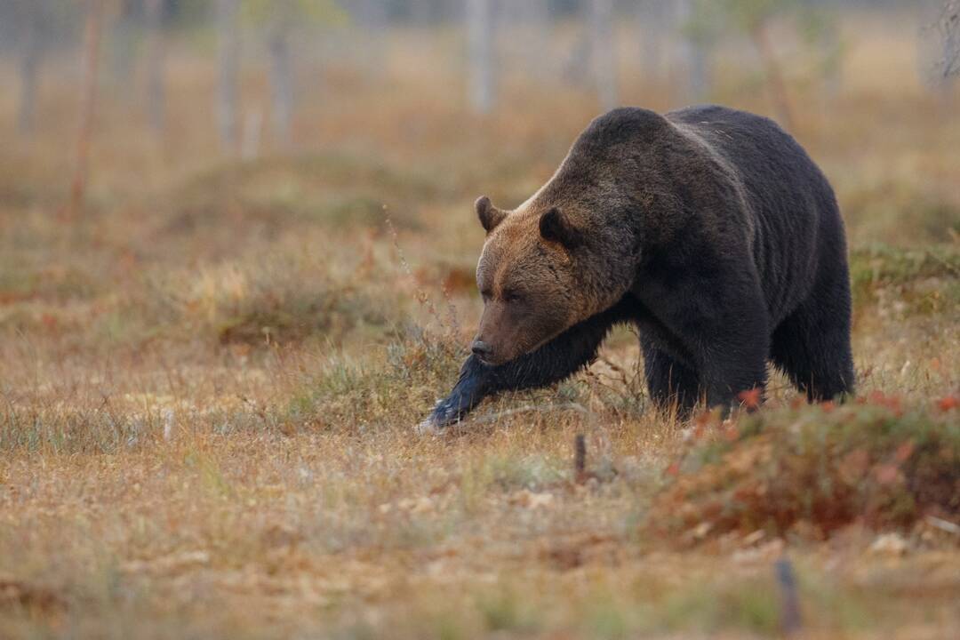 Foto: Na východe sa ľudia opäť stretli so šelmou. Medveď hnedý sa prechádzal po cyklochodníku