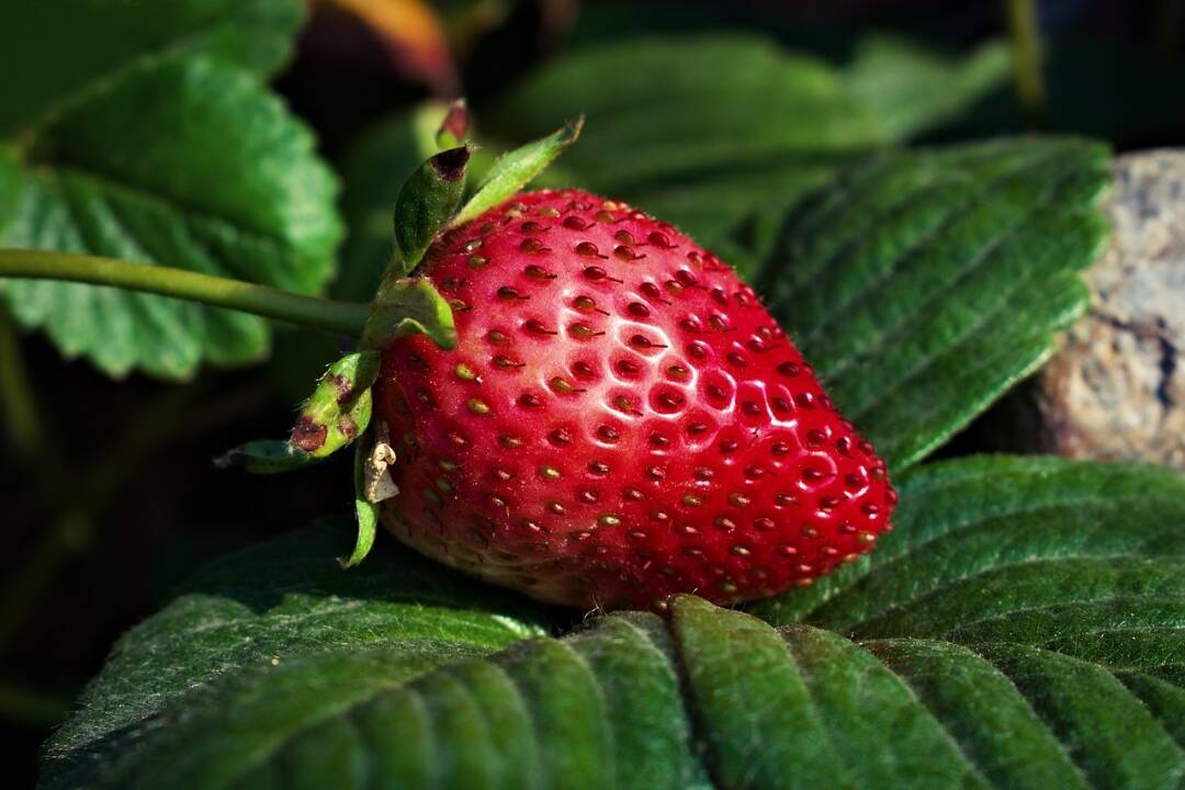 Foto: Obľúbený samozber jahôd vás čoskoro čaká aj v Prešovskom kraji. Viete, kde ho nájdete? 