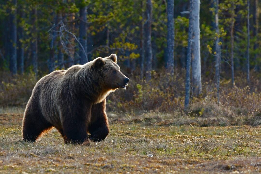 Pri obci Medzany spozorovali dvoch medveďov. Pravdepodobne ide o matku s mláďaťom 