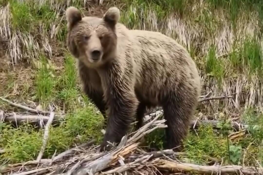 VIDEO: Turisti neďaleko Štrbského plesa narazili na medveďa. Prechádzal sa v ich tesnej blízkosti