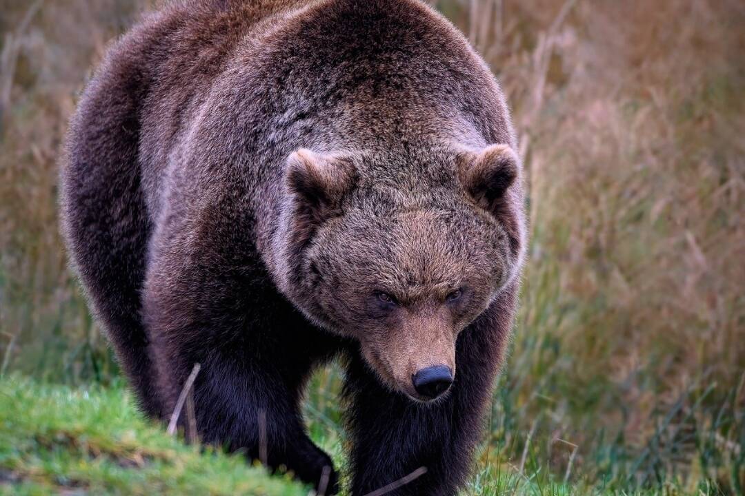 Mimoriadna situácia v Prešovskom kraji. Dôvodom je výskyt medveďa hnedého na jeho území