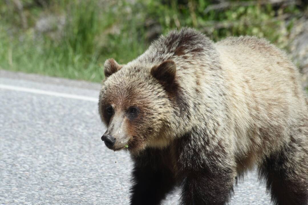 Foto: V obci Dúbrava sa potuloval medveď, vyzývajú na opatrnosť. Vidieť ho mali len prednedávnom 