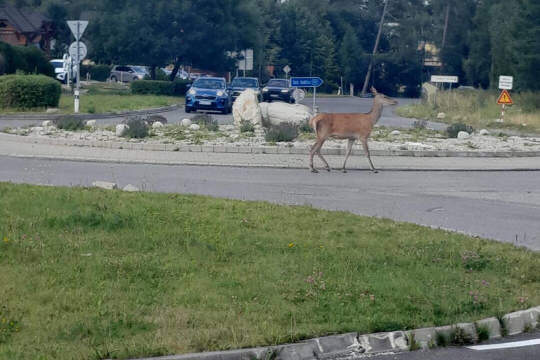 Foto: Mesto Vysoké Tatry začalo riešiť výskyt vysokej zveri pri obydliach. Rozhodlo sa pre odchyt a presun do bezpečia