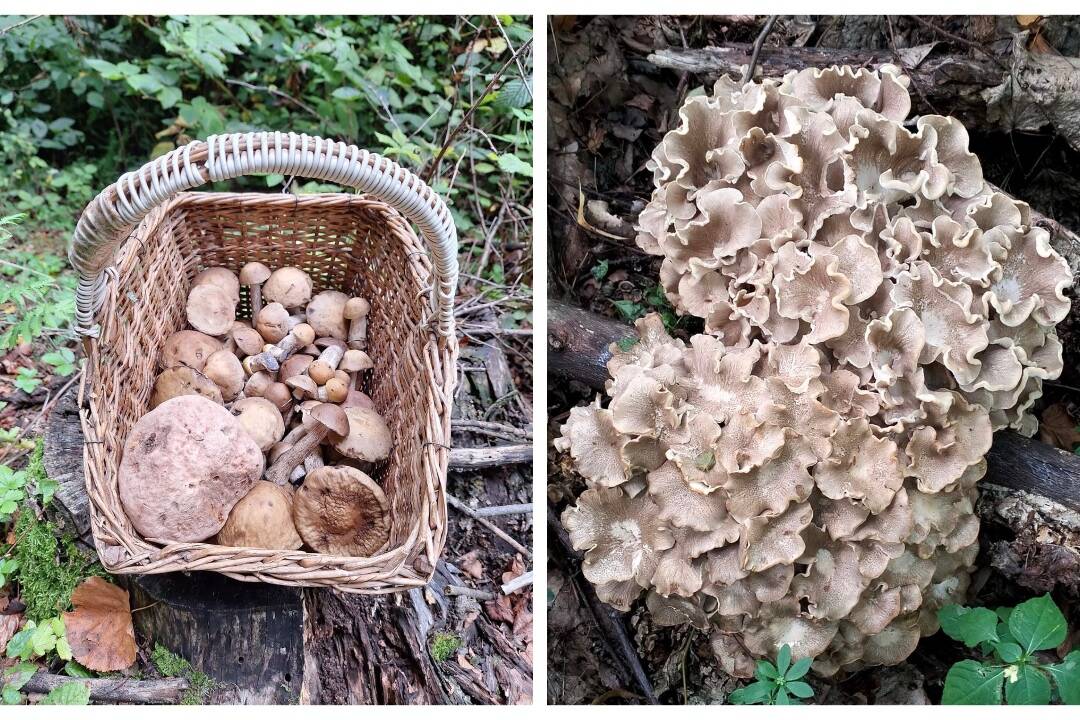 FOTO: Hubárov na východe tešia plné košíky aj napriek suchám. Pozrite, čo v lesoch našli