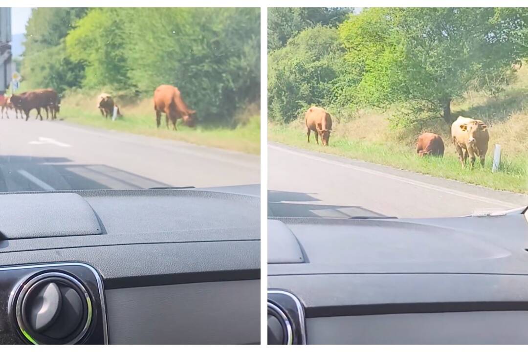 Foto: V smere na Fričovce jazdite opatrne, po ceste sa pohybuje stádo kráv