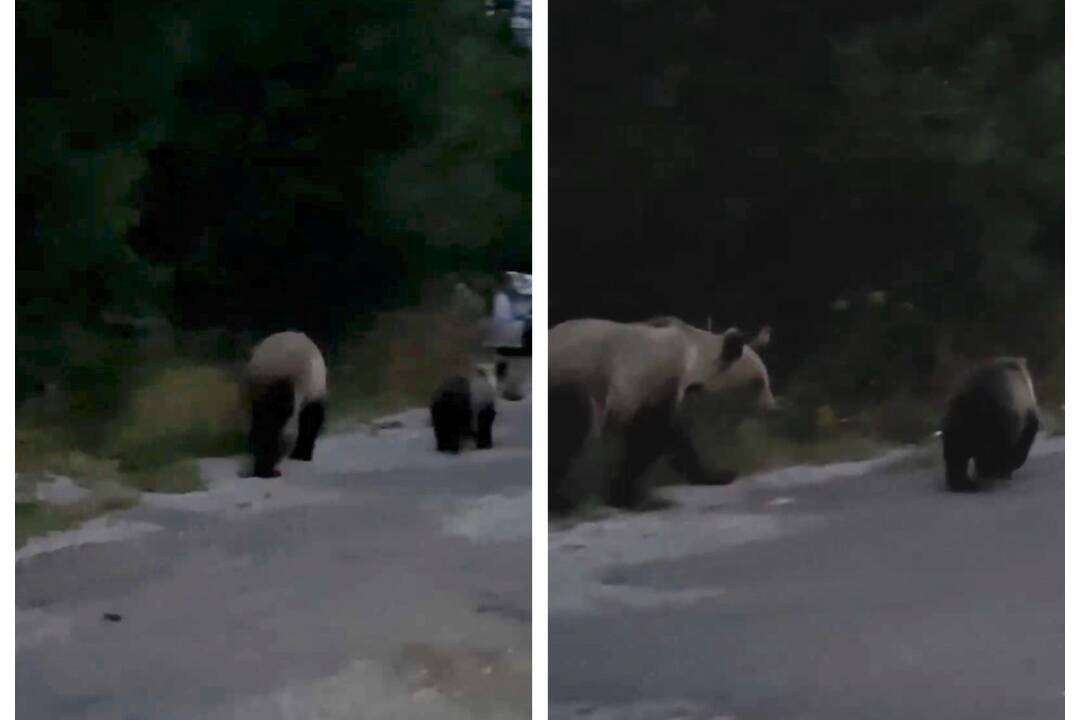 Foto: VIDEO: V Tatranskej Štrbe sa vo večerných hodinách pohybovala medvedica s mláďaťom