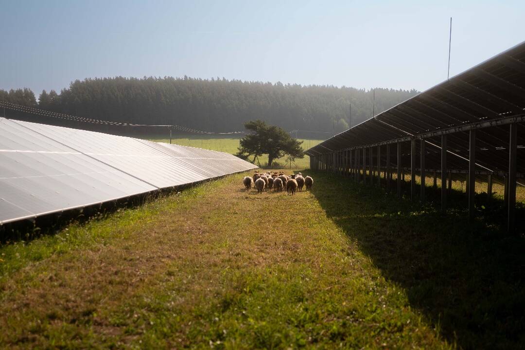 Foto: Pivovar Šariš bude čoskoro vyrábať pivo zo slnka. Na tejto ceste prekonal ďalší míľnik