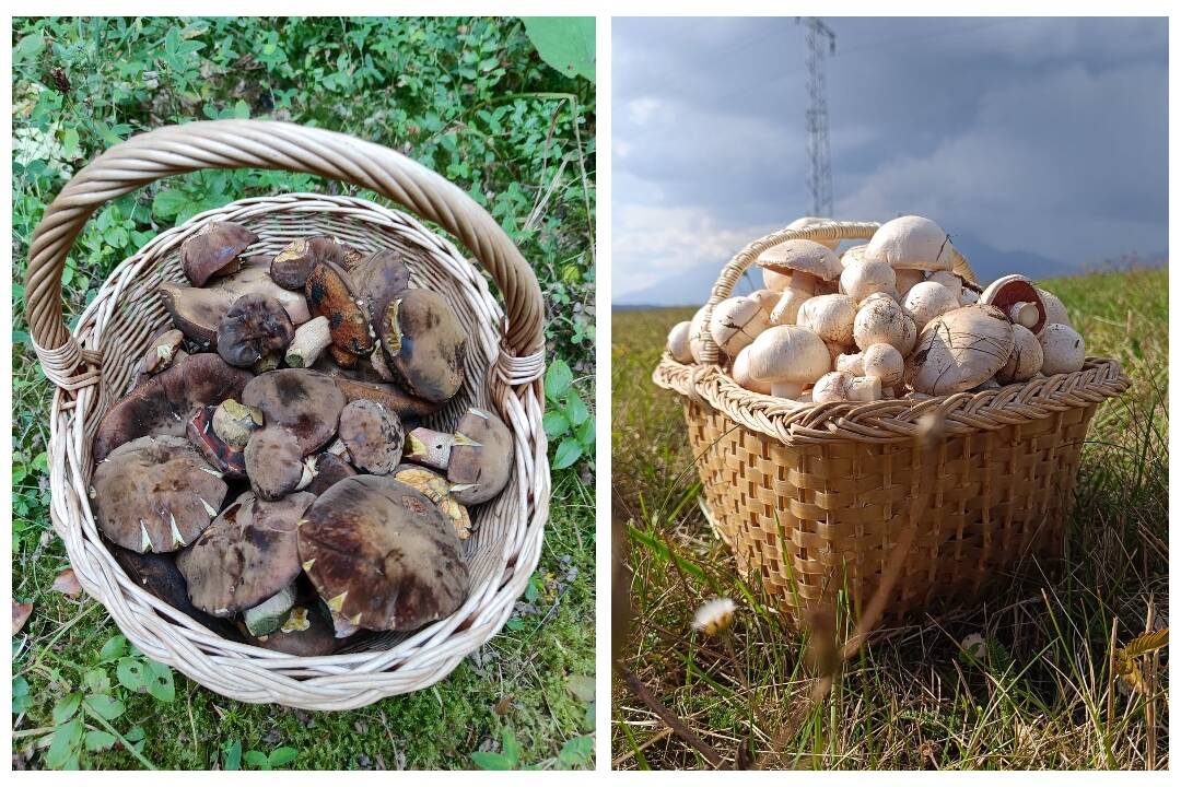 FOTO: Rastú po výdatných dažďoch opäť huby? Takto sa darí hubárom na východe Slovenska