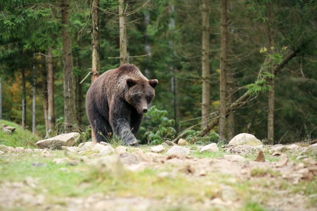 Foto: Počas jesene je väčšia šanca stretnúť medvede, varujú štátni ochranári. Čo robiť pri útoku šelmy?