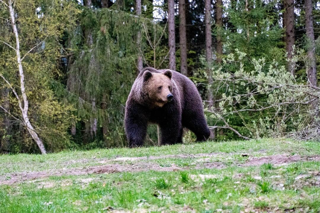 Foto: V okrese Poprad bol zaznamenaný pohyb medveďa, buďte opatrní