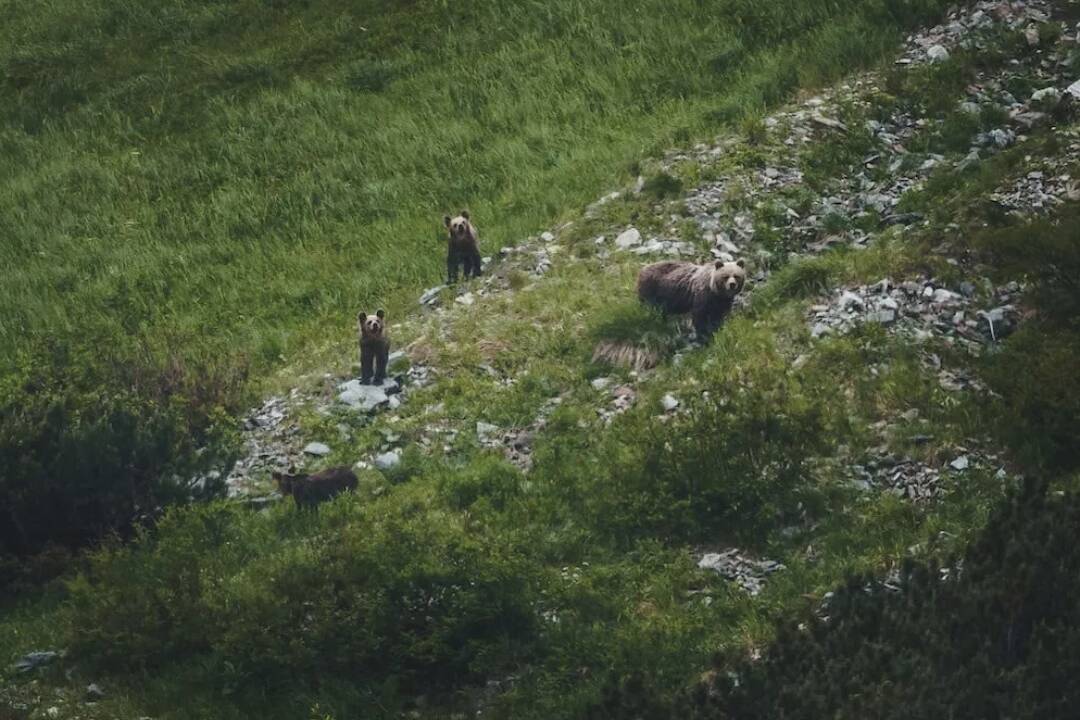 Foto: Kde v Prešovskom kraji bol nahlásený výskyt medveďa hnedého? Pozrite si mapu