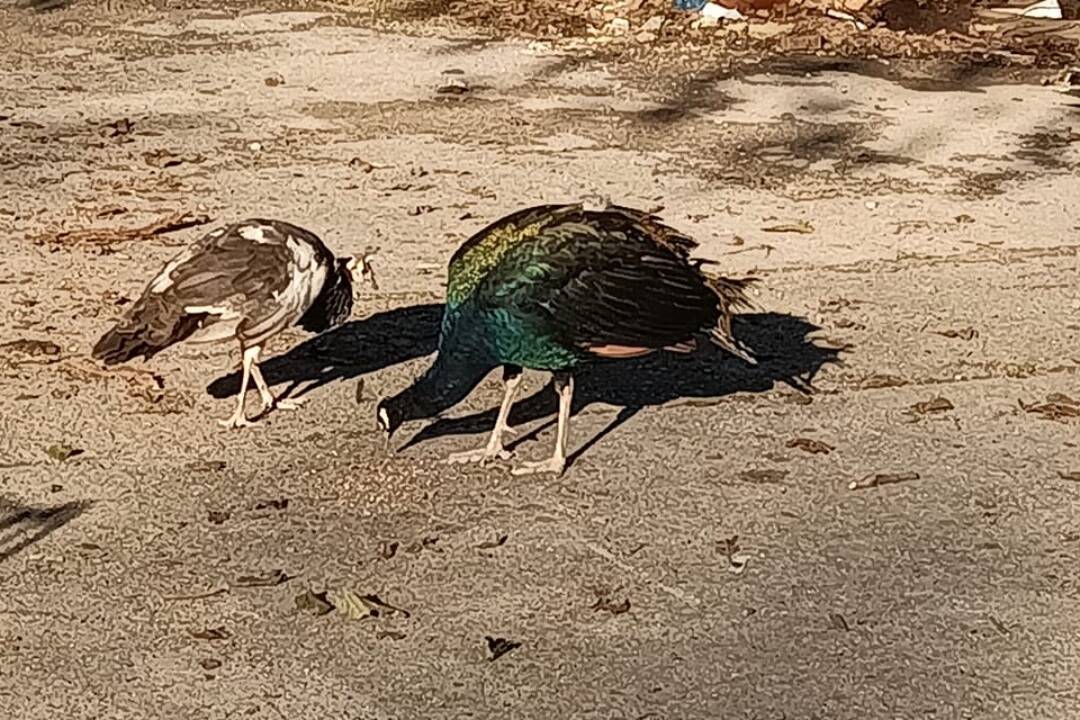 Foto: Obec Petrovany vyhlásila veľké pátranie po vtákoch: Dva pávy sa samé vybrali na niekoľkodňovú prechádzku