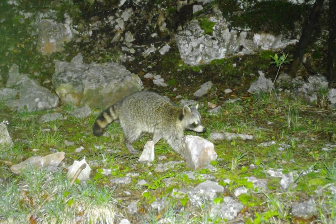 Foto: Medvedík čistotný v našich lesoch? Fotopasca v národnom parku zachytila nezvyčajný záber