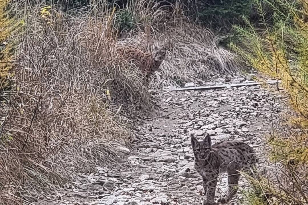 Turistka mala v Tatrách obrovské šťastie. Cestou na Slavkovský štít stretla až dvoch rysov