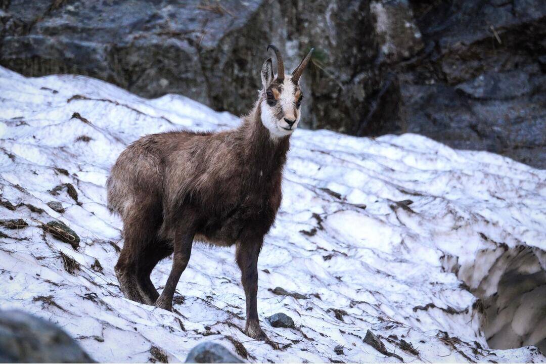 Foto: V Tatrách prebehlo sčítanie kamzíkov. Oproti minulému roku prišla pozitívna zmena, koľko ich narátali?