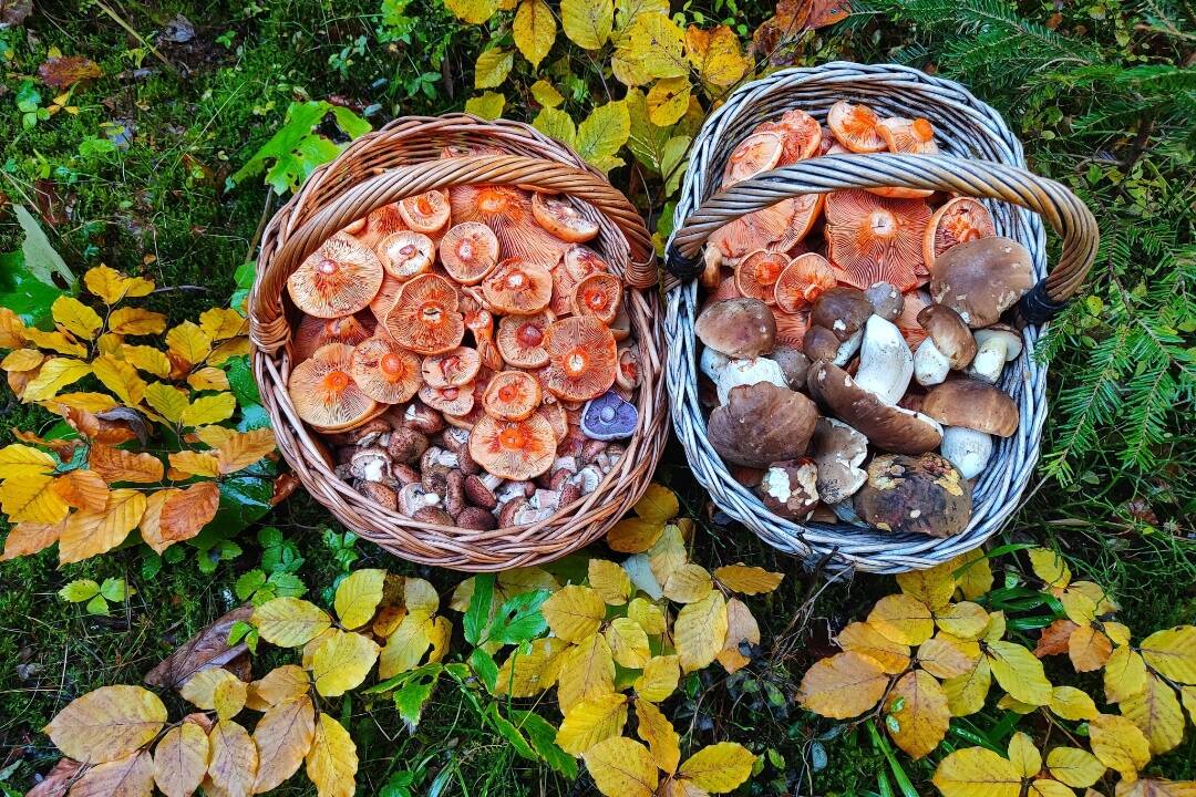 FOTO: Hubárom sa v Prešovskom kraji ešte stále darí. Pozrite, čo v lesoch nazbierali 