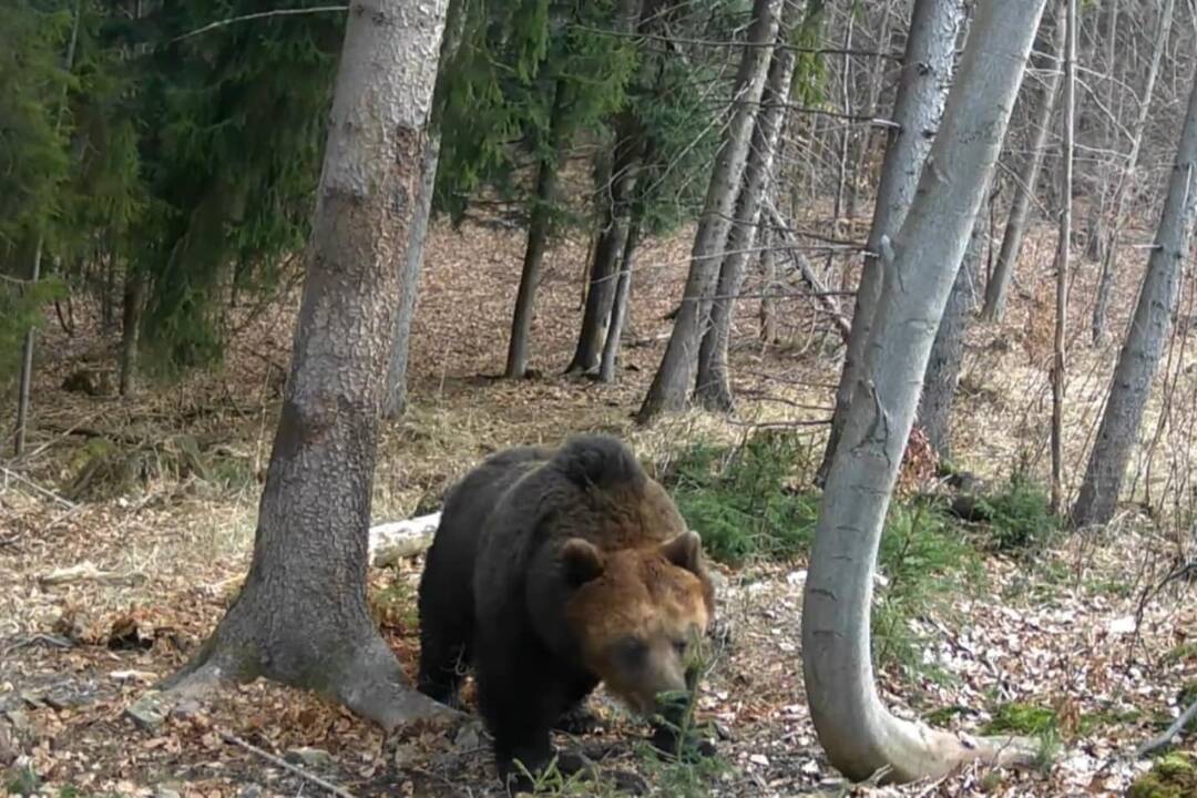 Foto: Obec v okrese Prešov upozorňuje na pohyb medveďa. Dávajte si pozor počas prechádzok v tejto lokalite