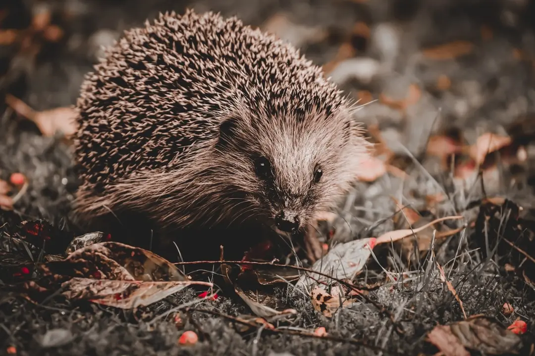 Našli ste ježka, ktorý vyzerá ako mŕtvy? Nepochovávajte ho, môže len hibernovať