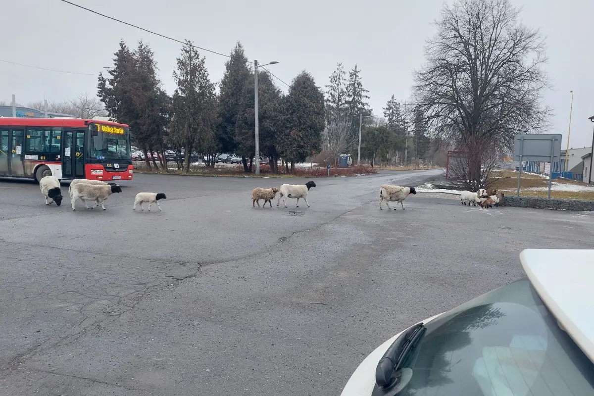 FOTO: Na Delni sa pohybovalo stádo oviec. Čakali na autobus alebo sa chceli okúpať? 