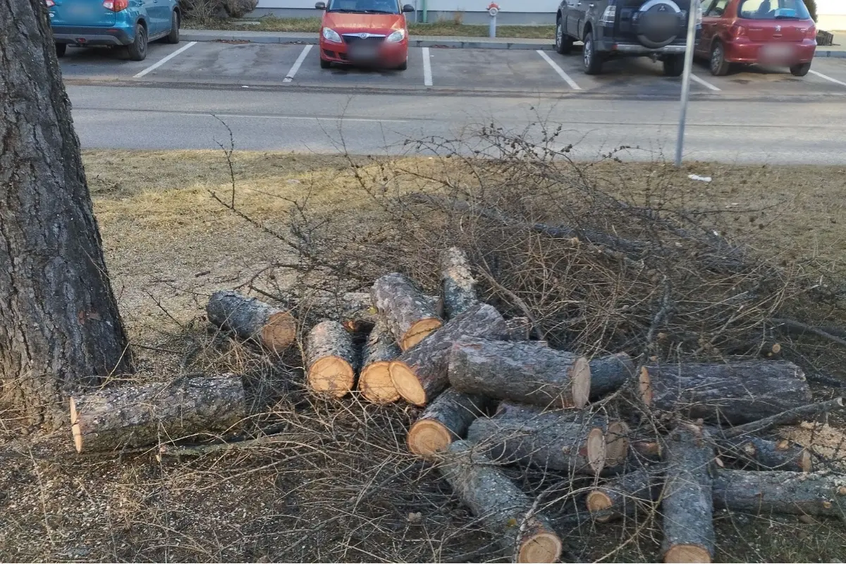 Foto: Občania v Kežmarku sa búria proti rúbaniu zdravých stromov, ktoré sami pred rokmi sadili. Chcú na pomoc ministerstvo