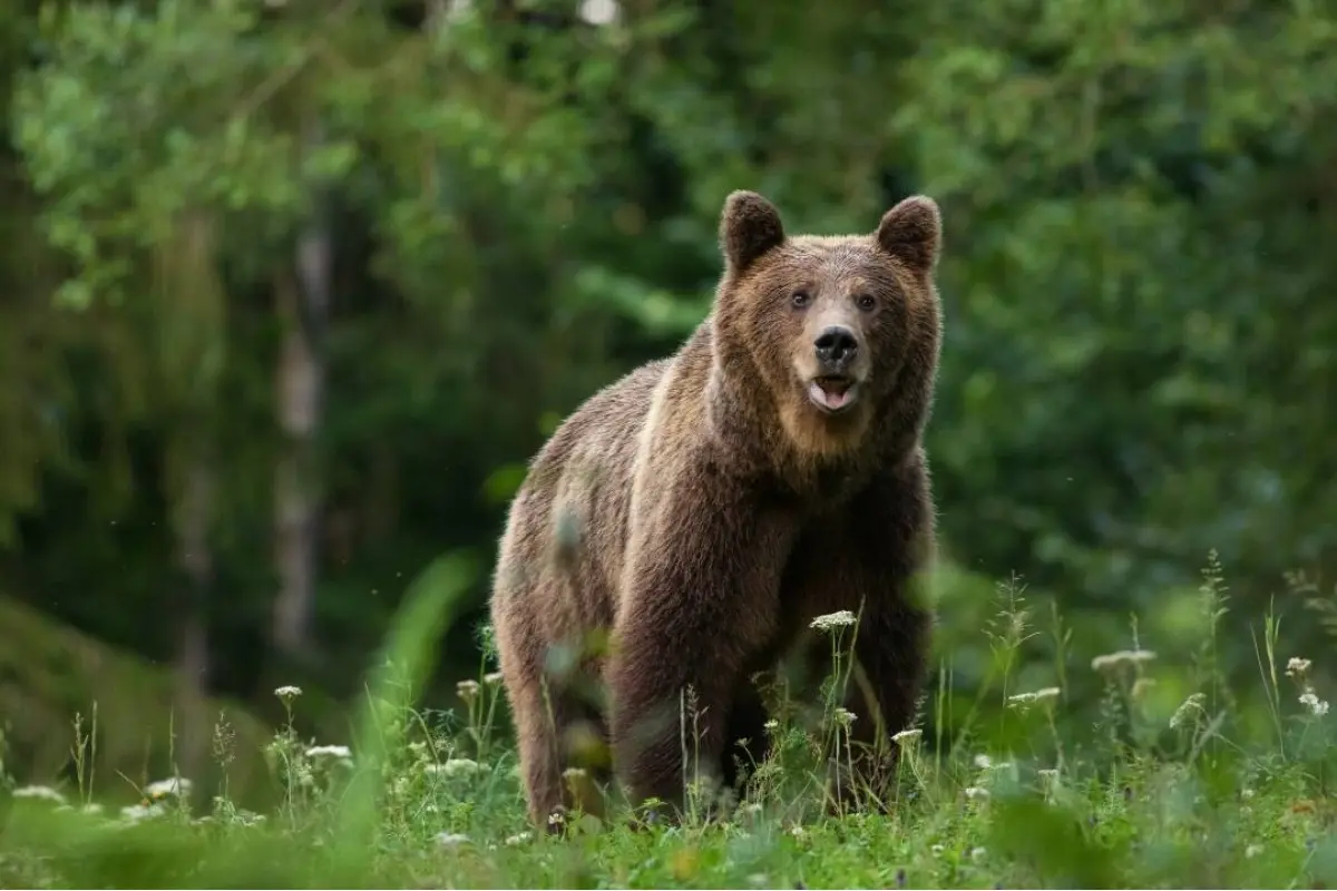 Foto: Linka pre nahlasovanie incidentov s medveďmi končí. Ako teraz postupovať?