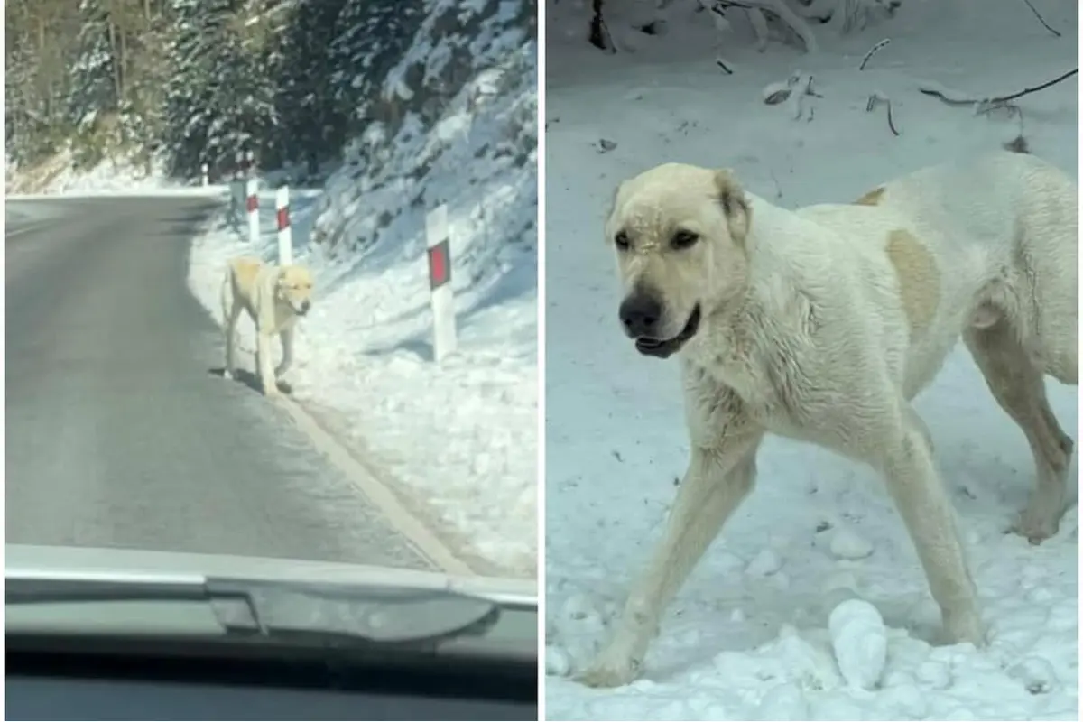 Foto: Útulok prosí o pomoc: Na ceste Vernár niekto vyhodil psíka. Je plachý, snažia sa ho odchytiť