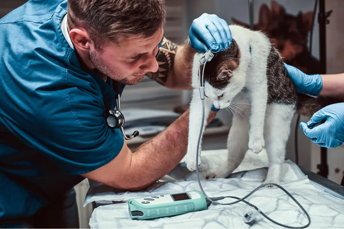 Foto: Popradčanka Natálka hľadala skúseného veterinára na ťažké prípady. Miestni sa rozdiskutovali o tom najlepšom