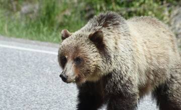 Občania upozorňujú na výskyt medvedice v Sninskom okrese. Videli ju na viacerých miestach