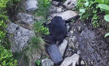 V Bielovodskej doline našli turisti mŕtveho bobra. Príčina úhynu zatiaľ nie je známa