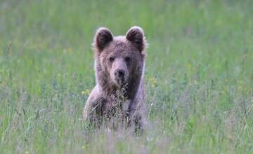 FOTO: František má záľubu vo wildlife fotení. Pri blízkych stretnutiach s medveďmi mám občas strach, tvrdí