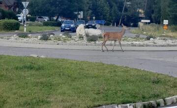 Mesto Vysoké Tatry začalo riešiť výskyt vysokej zveri pri obydliach. Rozhodlo sa pre odchyt a presun do bezpečia