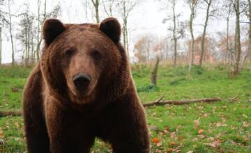 Prešovský kraj terorizuje ďalší medveď. Objavuje sa v blízkosti Krásnej Lúky
