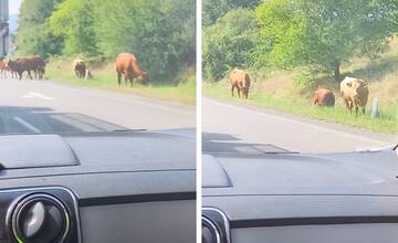 V smere na Fričovce jazdite opatrne, po ceste sa pohybuje stádo kráv