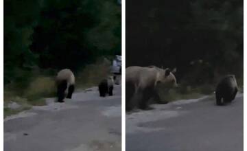 VIDEO: V Tatranskej Štrbe sa vo večerných hodinách pohybovala medvedica s mláďaťom