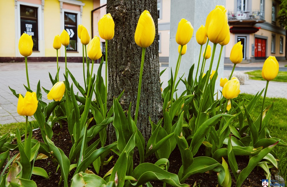 FOTO: Poprad zdobia farebné tulipány , foto 8