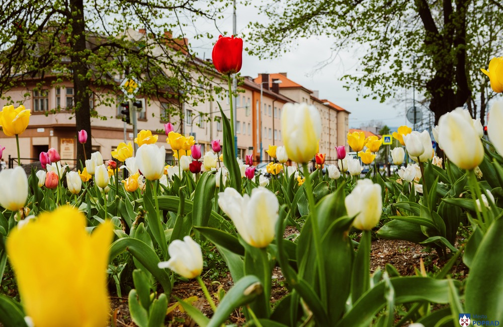 FOTO: Poprad zdobia farebné tulipány , foto 15