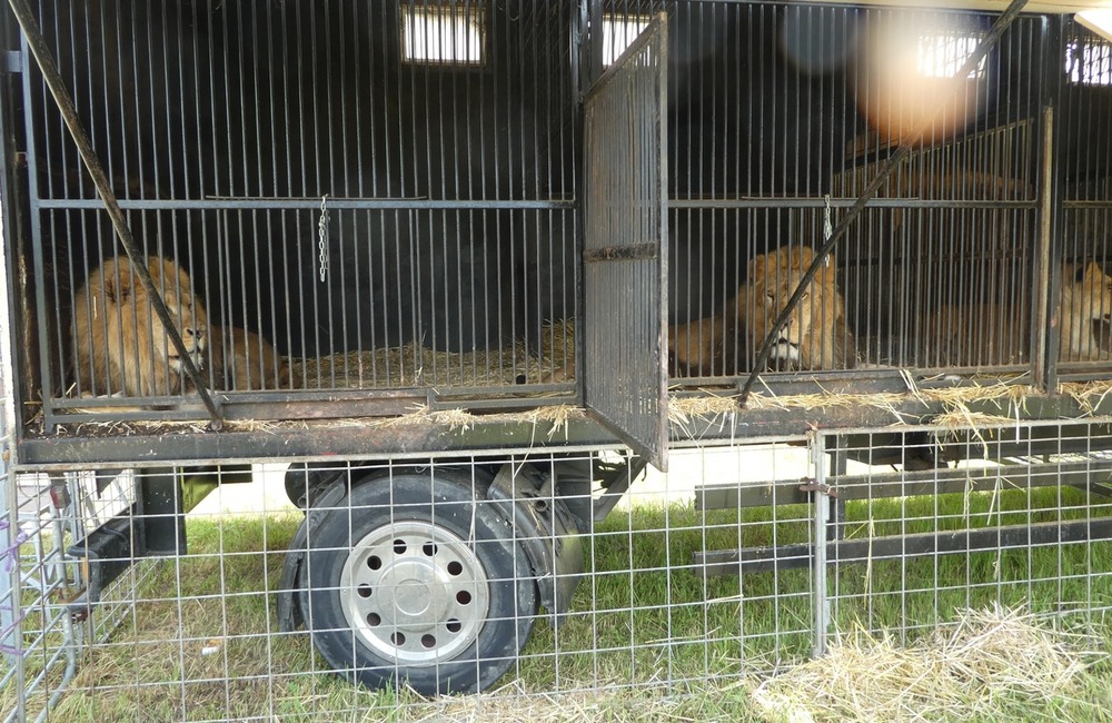 FOTO: Enviropolícia v Prešove obvinila majiteľa cirkusu, ktorý protiprávne držal 14 levov afrických, foto 2