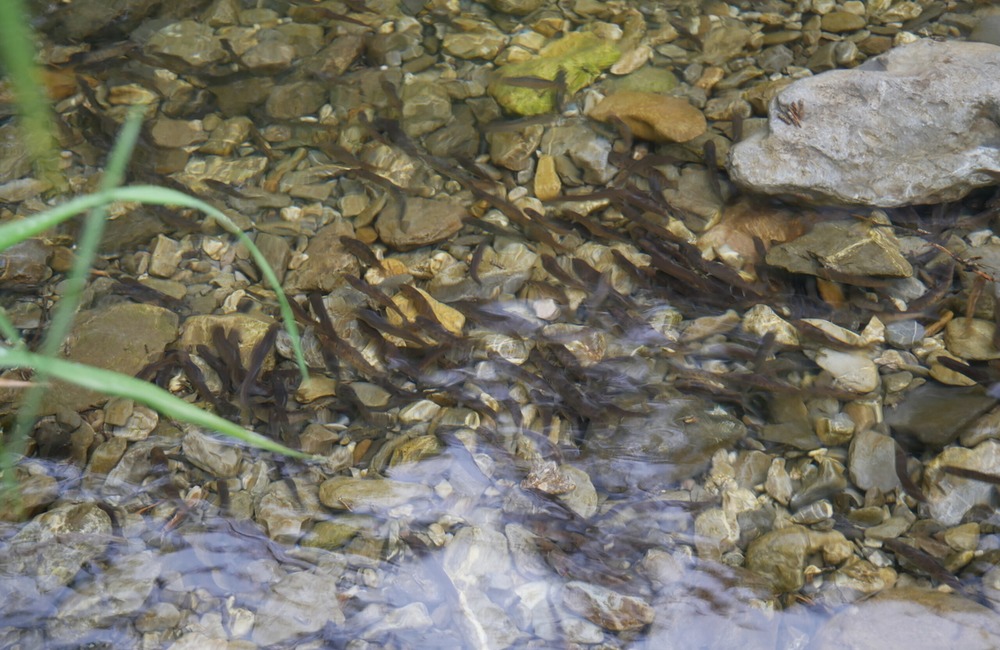 FOTO: V tatranských potokoch sa ocitol nový život v podobe pstruhov a lipňov, foto 6